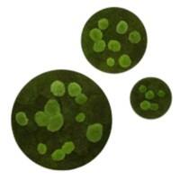 Mur végétal best of GREEN 3 unités Vert