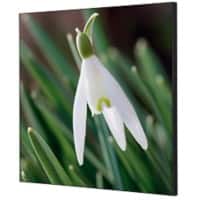 Cadre tissu SHOWDOWN White Flower Multicolore Aluminium