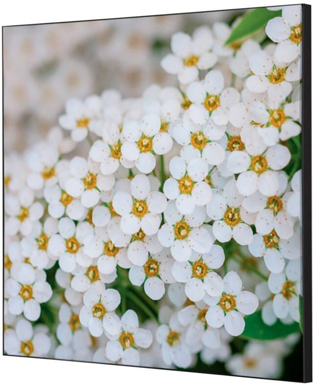 SHOWDOWN White Flower Textielen Wanddecoratie Multikleur Aluminium