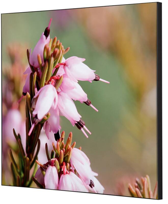 SHOWDOWN Pink Flower Textielen Wanddecoratie Multikleur Aluminium