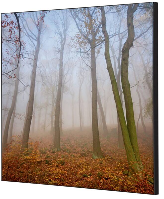 Cadre tissu SHOWDOWN Autumn Mist Multicolore Aluminium