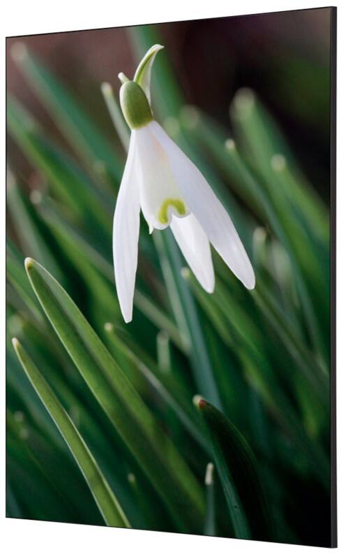 SHOWDOWN White Flower Textielen Wanddecoratie Multikleur Aluminium