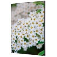 Cadre tissu SHOWDOWN White Flower Multicolore Aluminium