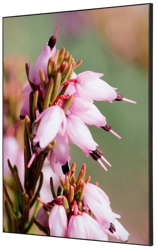 SHOWDOWN Pink Flower Textielen Wanddecoratie Multikleur Aluminium